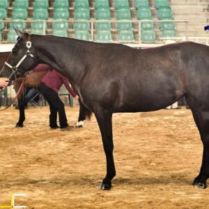 hc-a-true-melody-main