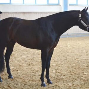 True-Prince-of-Blues_BSC-2015-1