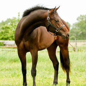 true-prince-of-blues