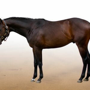 true-prince-of-blues-seitl